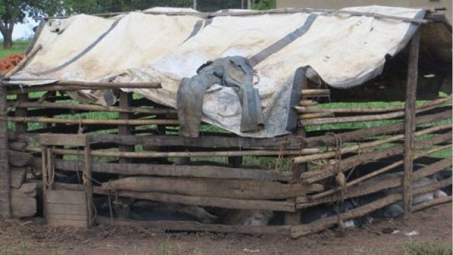 Ejemplo de un alojamiento porcino precario en Uganda