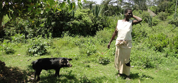 Cerdo en extensivo atado a un árbol para evitar daños a cultivos cercanos en Homa Bay, Kenia