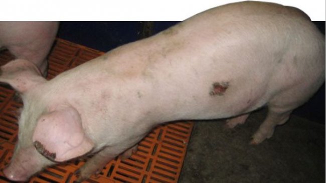 Lechón que presenta necrosis en vías de curación de la punta de las orejas y de la piel en el flanco, una localización generalmente típica de infecciones por estafilococos