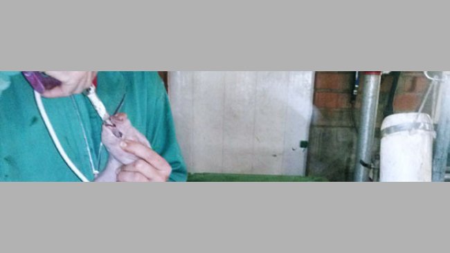 El aplicador se acopla a la botella a través de un tubo bastante largo, lo que facilita el suministro desde cualquier posición alrededor del carro.