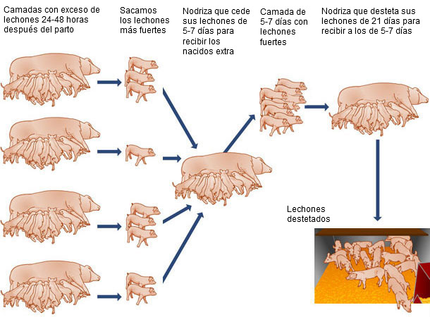 Nodriza para el exceso de nacidos