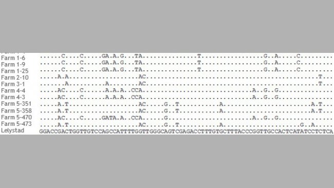 Fragmento del alineamiento de secuencias ORF5 de cepas de PRRSV de 5 granjas distintas.