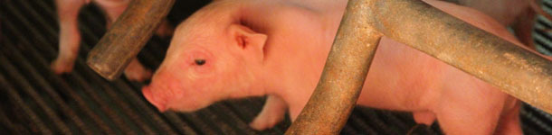 Lechón neonato