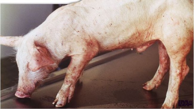 Lechón con desmedro