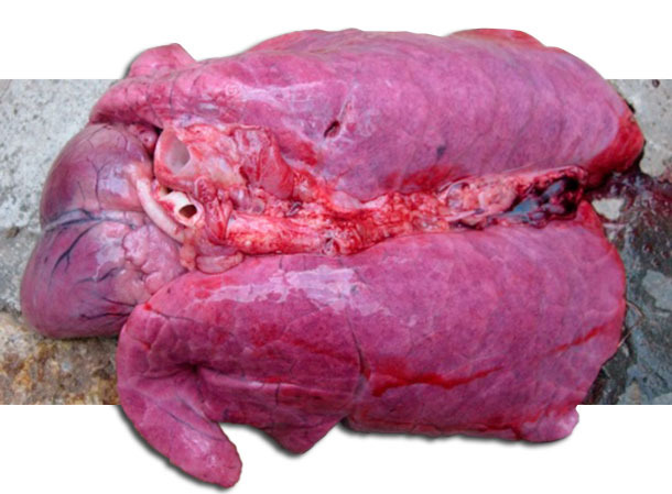 Edema pulmonar grave de un cerdo muerto afectado por HP-PRRSv