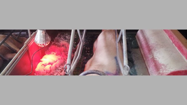 Haciendo nodrizas para adopciones 2