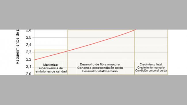 Prioridades en la alimentación de la cerda en gestación