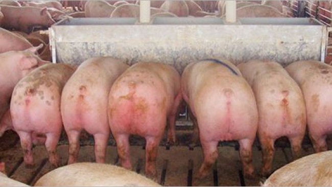 Comedero largo de 2,13 m (84"), con doce "plazas", de doble cara, con cerdos marcados (de casi 136 kg (300 lb)) que salieron hacia el matadero inmediatamente después de hacer la foto
