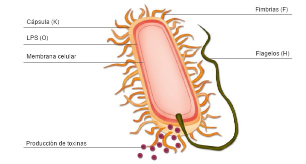Representación esquemática de una bacteria E. coli mostrando los factores de virulencia y antígenos de superfície utilizados para la clasificación bacteriana por virotipo y serotipo