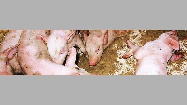 Forma aguda de S suis