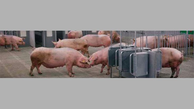 Con el fin de formular con precisión los piensos para cerdos, se han desarrollado sistemas de alimentación que predicen la cantidad de energia suministrada por el pienso