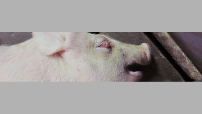 Lechón destetado de 5 semanas de edad en decúbito lateral y con edema palpebral