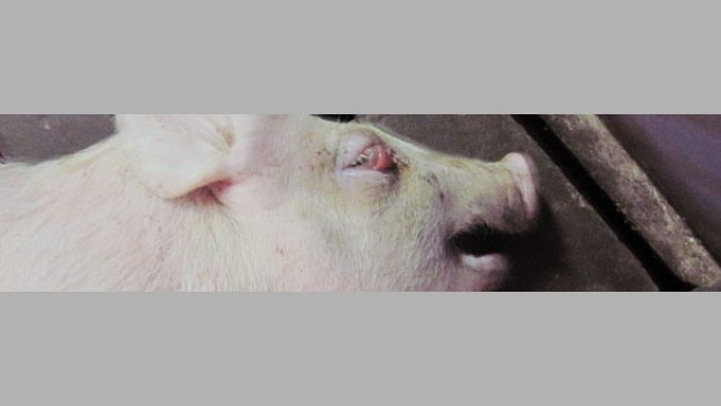 Lechón destetado de 5 semanas de edad en decúbito lateral y con edema palpebral