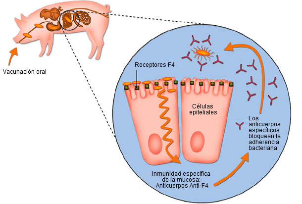 La administración en el agua de bebida de una cepa de E. coli positiva a F4 viva no toxigénica produce una estimulación de la producción de anticuerpos F4 específicos de la mucosa local que bloquea la adherencia bacteriana a las células epiteliales de la mucosa intestinal.