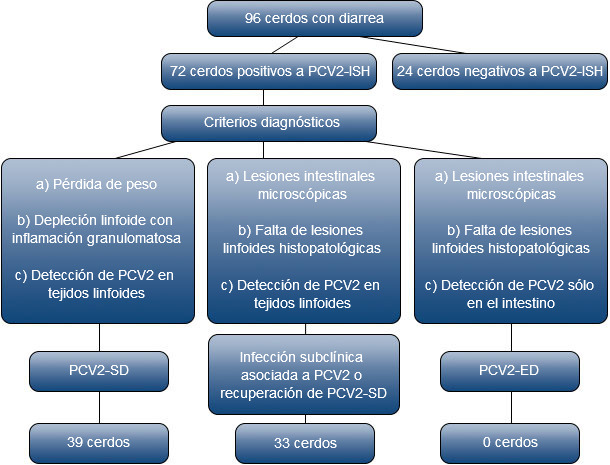 Selección y criterios diagnósticos de cerdos infectados con PCV2