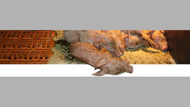 Lechones lactantes gravemente afectados por PEDV en una granja de producción de lechones en el sur de Alemania