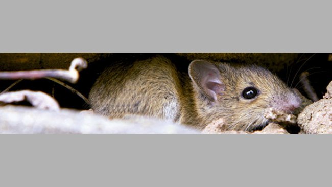 Rattus norvegicus