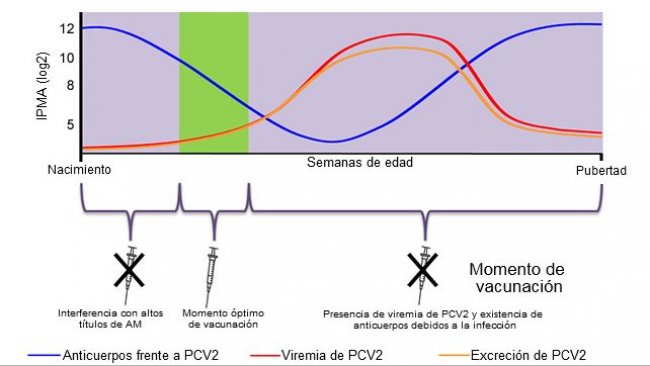 Optimal time for piglet PCV2 vaccination