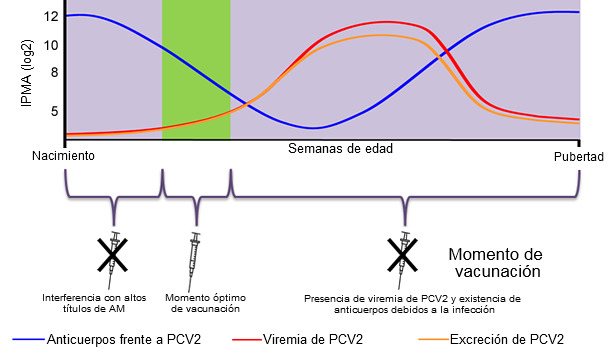 Optimal time for piglet PCV2 vaccination