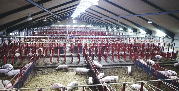 Granja con la cubierta translucida, se puede observar el considerable aumento de la luminosidad. Al ser longitudinal y estar a mucha altura se consigue un reparto más homogéneo que con otras disposiciones.