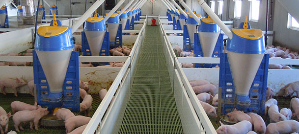 Granja porcina