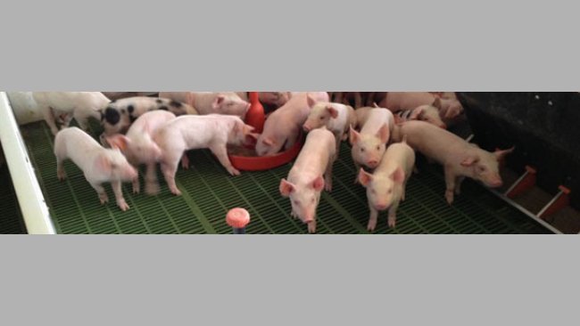 El aporte extra de agua estimula el consumo precoz de pienso