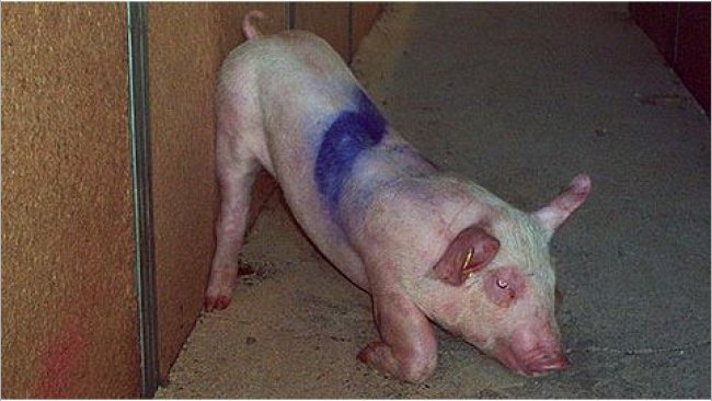 Cerdo afectado 