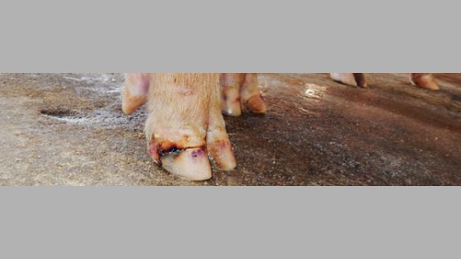 Lesiones en pezuñas en un caso de enfermedad vesicular idiopática.