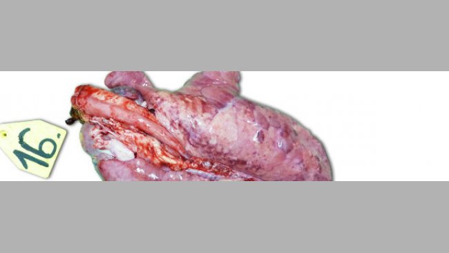 Pulmones de un lechón sacrificado 14 días PI, inoculado con una cepa de alta patogenicidad tipo I subtipo 3 Lena