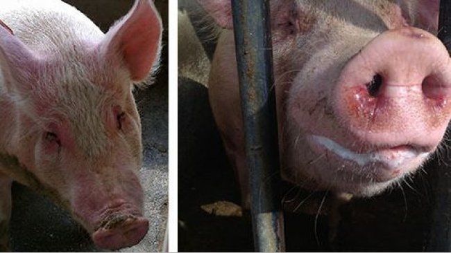 Cerdas enfermas con EM y depresión, anorexia, fiebre, dificultades respiratorias moderadas, descarga nasal y ocular con moco y sangre