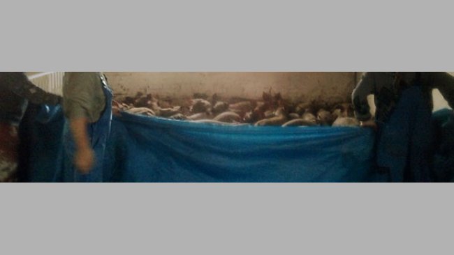 Uso de una lona de plástico para agrupar cerdos