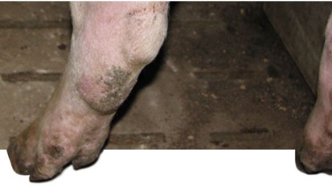 Miembro posterior de una nulípara