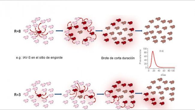 Tasa de reproducción en un contexto epidémico o endémico