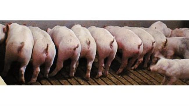 Inmunidad postdestete frente a E. coli