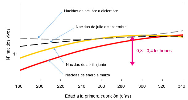 Relación entre el mes de nacimiento y la edad a la primera cubrición con los lechones nacidos vivos en el primer parto