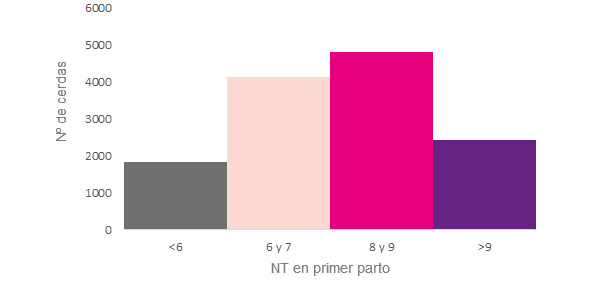 Grupos en función de los NT