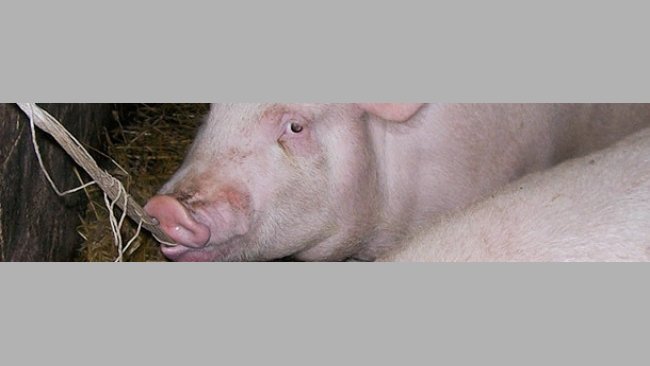 Cerdo de engorde masticando la cuerda.