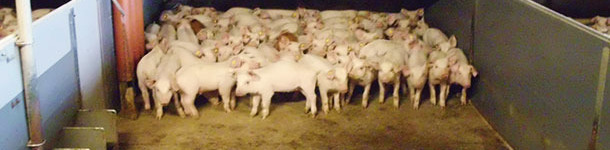 Los suelos con una parte de slat y una parte sólida son ya bastante comunes en muchas granjas. En algunos países son obligatorios