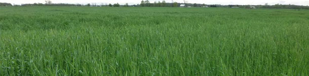 Meses clave para las cosechas