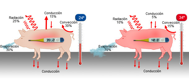 Mecanismos de p&eacute;rdida de calor a 24&ordm; y a 34&ordm;C