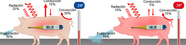 Mecanismos de p&eacute;rdida de calor a 24&ordm; y a 34&ordm;C