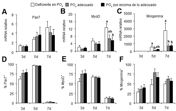 Dietary phosphate treatment effects on genes governing satellite cell proliferation (Pax7) and differenation