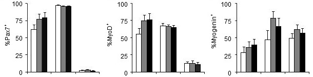 Efecto del fósforo de la dieta sobre los genes que regulan la proliferación (Pax7) y la diferenciación (MyoD, Myogenin) de las células satélite
