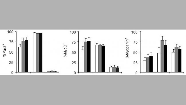 Efecto del fósforo de la dieta sobre los genes que regulan la proliferación (Pax7) y la diferenciación (MyoD, Myogenin) de las células satélite