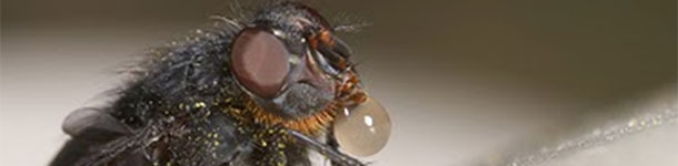 La mosca arroja saliva sobre el alimento para disolverlo y después lo succiona con la trompa