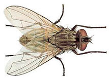 Mosca doméstica