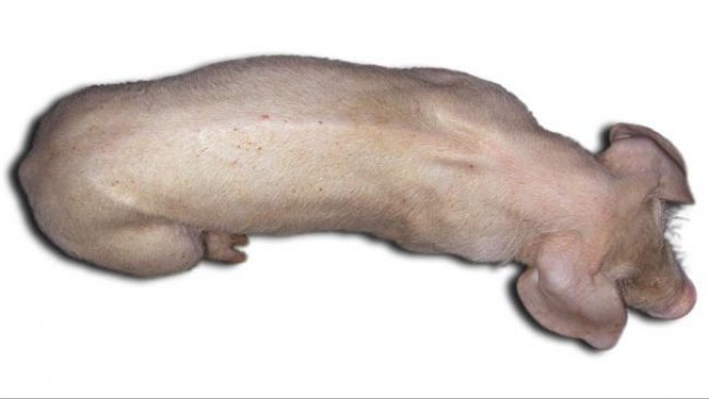 Cerdos de tres meses de vida con ES-PCV2. Nótese la columna vertebral marcada, indicativa de retraso en el crecimiento y la palidez