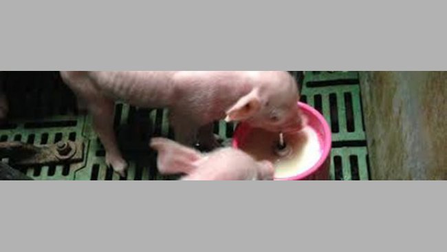 Lechones suplementados con leche