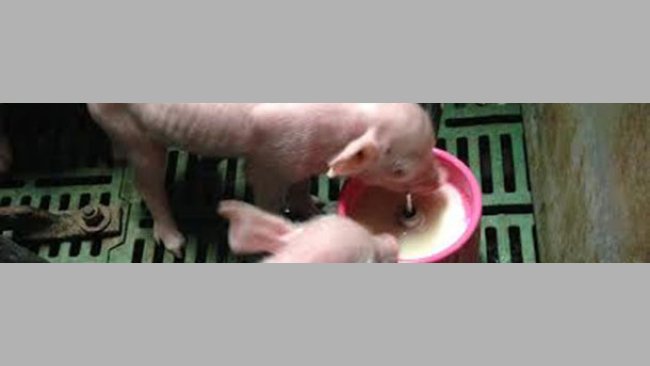 Lechones suplementados con leche
