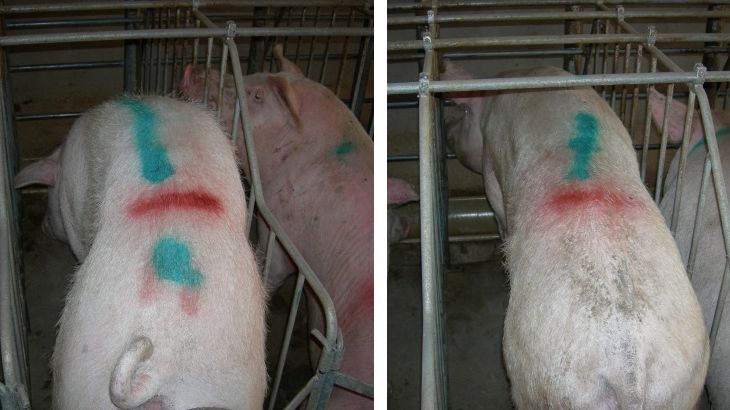 Cerdas reci&eacute;n cubiertas con excesiva p&eacute;rdida de co 1